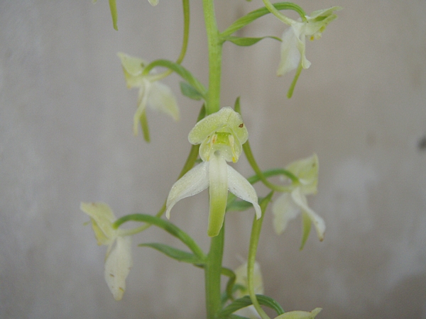 Determinazioni varie: Platanthera chlorantha